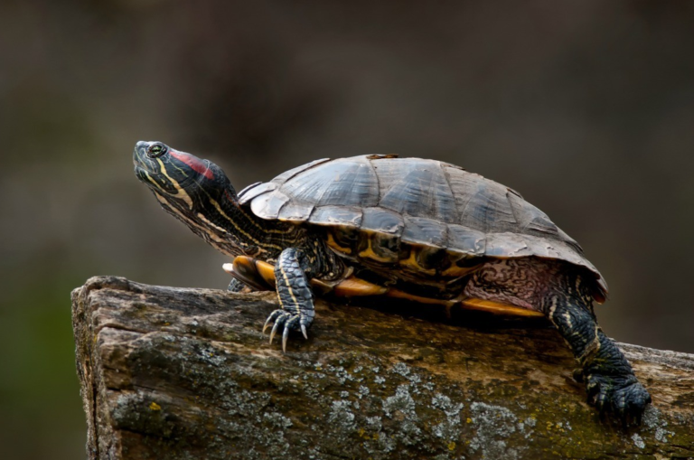 Red-eared slider Turtle