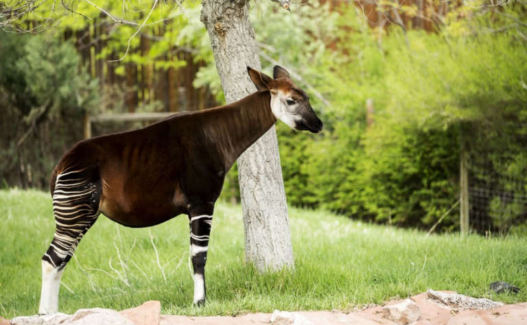 The Elusive and Mysterious Okapi